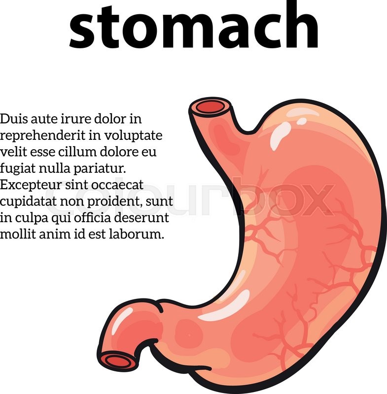 Image of the stomach, vector sketch Stock vector Colourbox