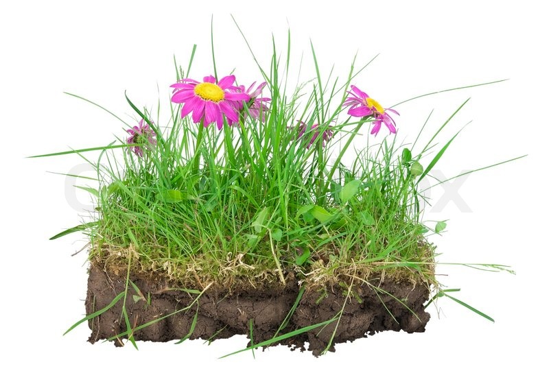 Bunch Of Lawn Turf Clod Earths Stock Image Colourbox