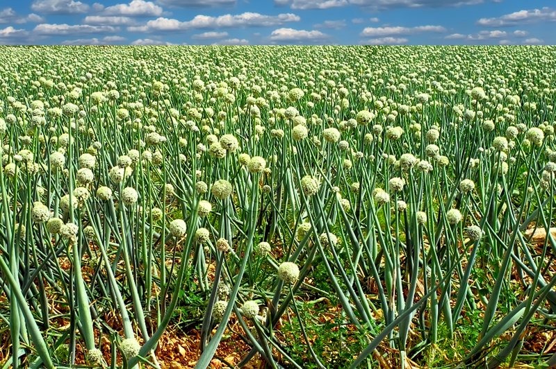 Onion field in spring with blue sky and white clouds Stock Photo