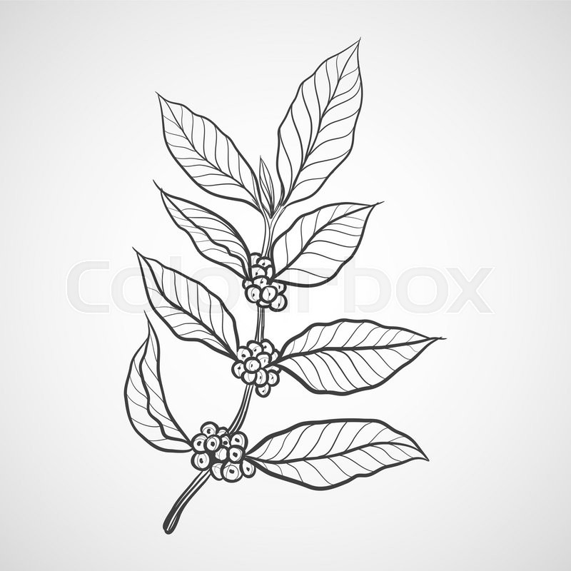 Coffee Plant With Leaf Coffee Plant With Leaf