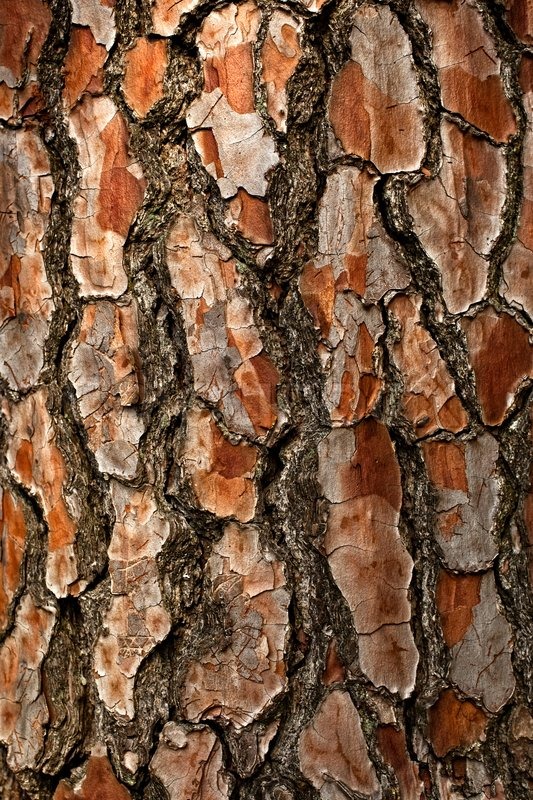 Texture Bark of Pine Tree closeup | Stock Photo | Colourbox