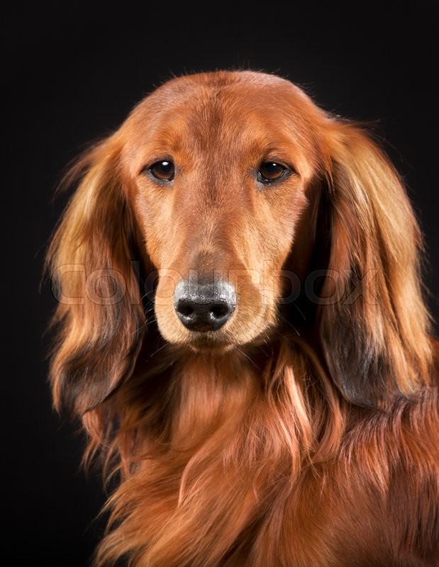 Purebred Longhaired Dachshund Indoors Stock Image Colourbox
