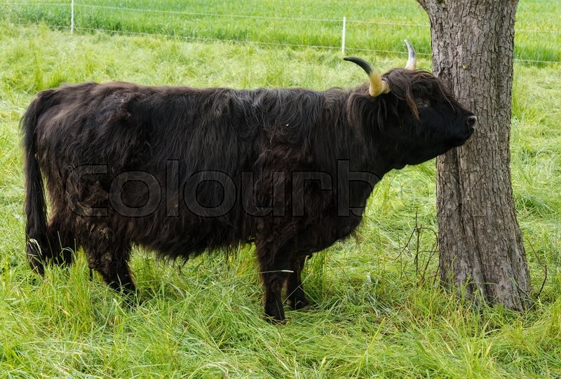 Black Highland cow (Scottish Gaelic) | Stock image | Colourbox