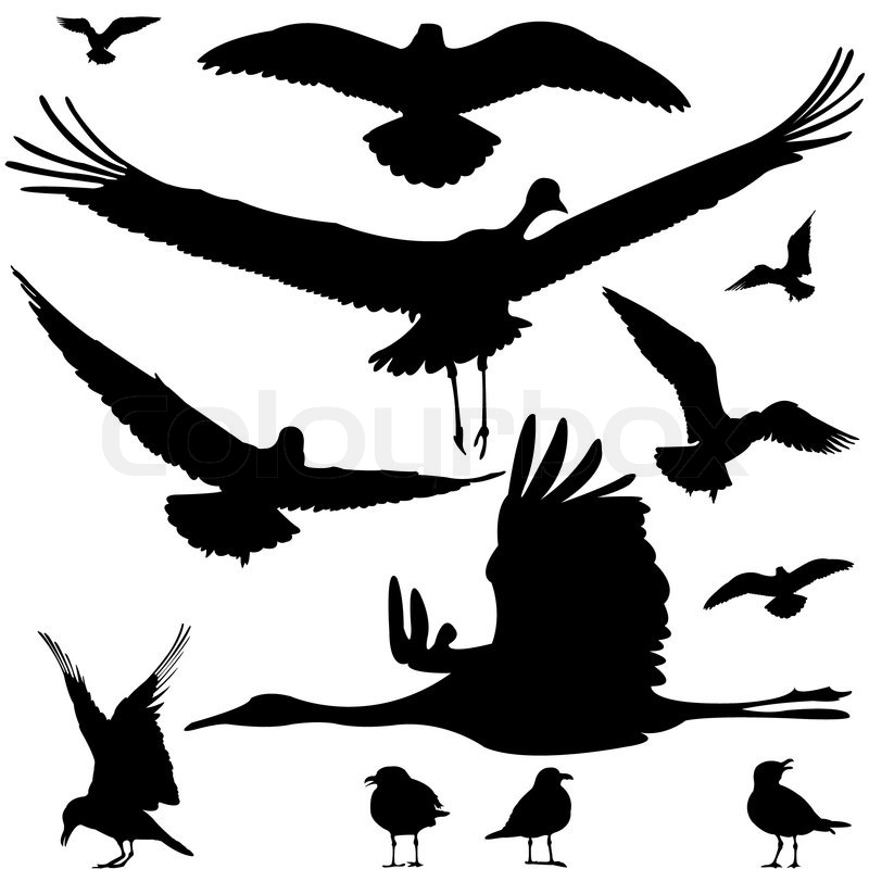 african bird silhouettes