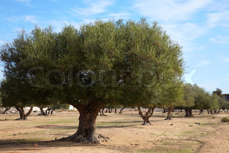 coppice-of-olive-trees-in-tunisia-stock-photo-colourbox