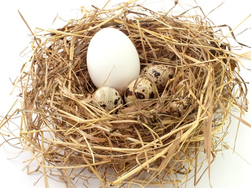Kuckucksei in Wachtel -Nest auf weißem Hintergrund. | Stockfoto | Colourbox