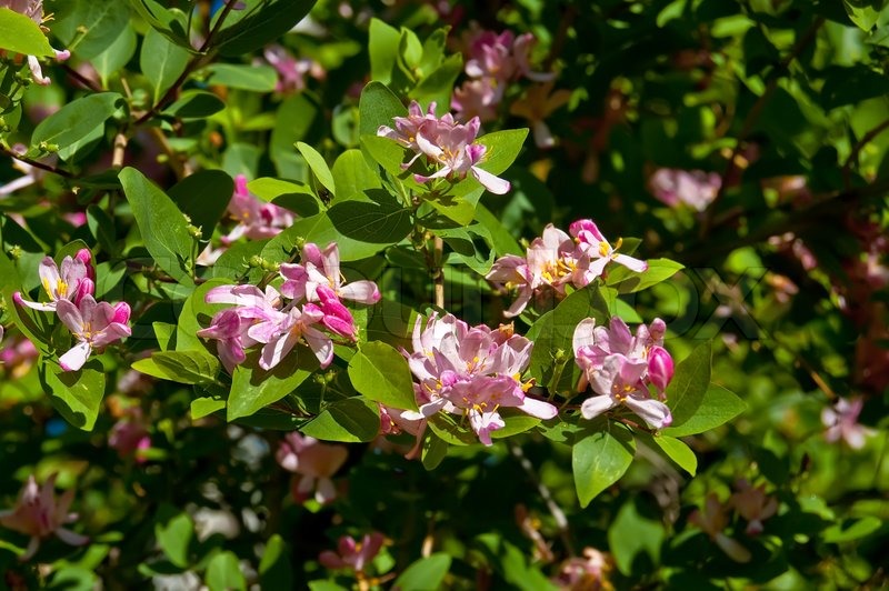 Rosa Blüten von Geißblatt auf einem Hintergrund von grünen Blättern