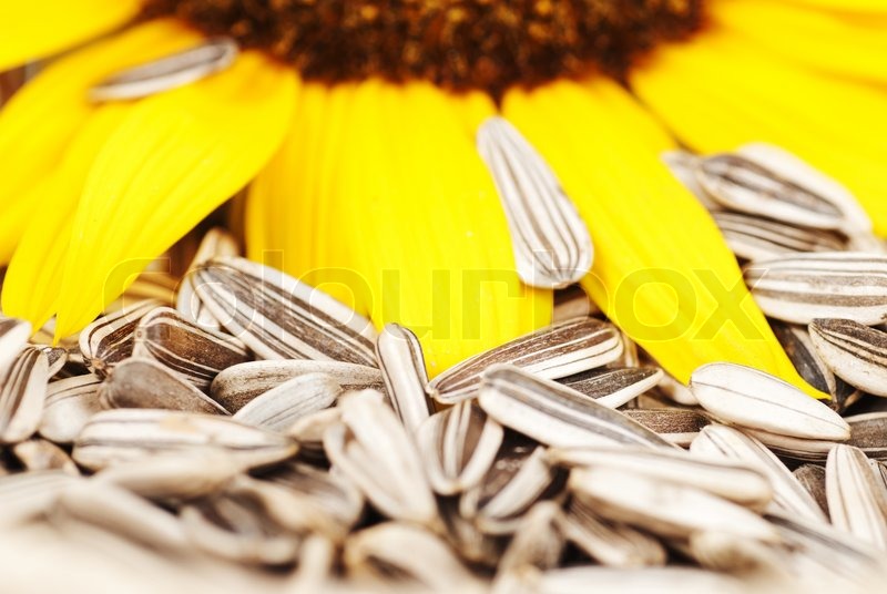 Sonnenblumenkerne mit Blumen ganz nah Stock Bild Colourbox