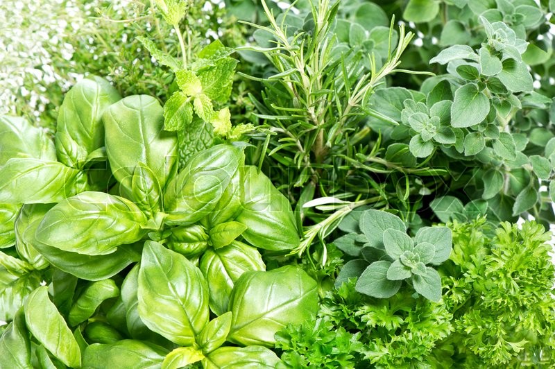 Closeup of fresh herbs. Parsley, basil, Stock image Colourbox