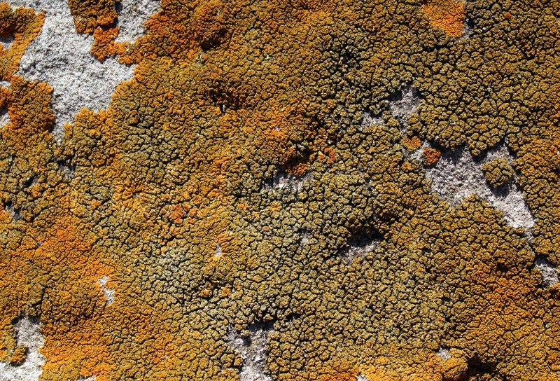 Cracked Moos auf grauem Stein | Stock Bild | Colourbox