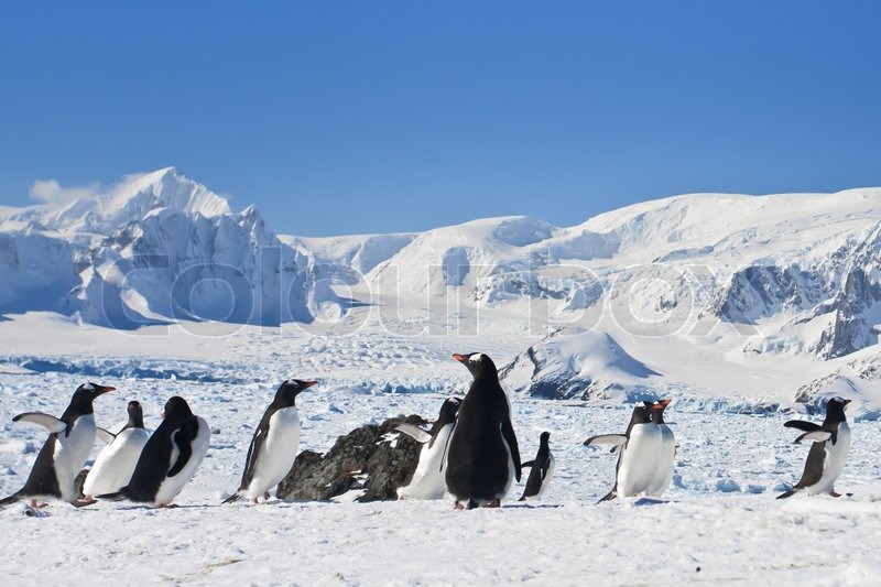 Eine große Gruppe von Pinguinen , die ... | Stock Bild | Colourbox