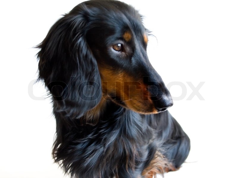 Black And Brown Dachshund Stock Image Colourbox