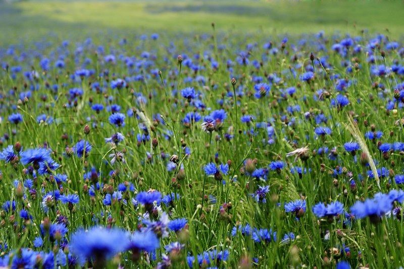 Cornflower Field