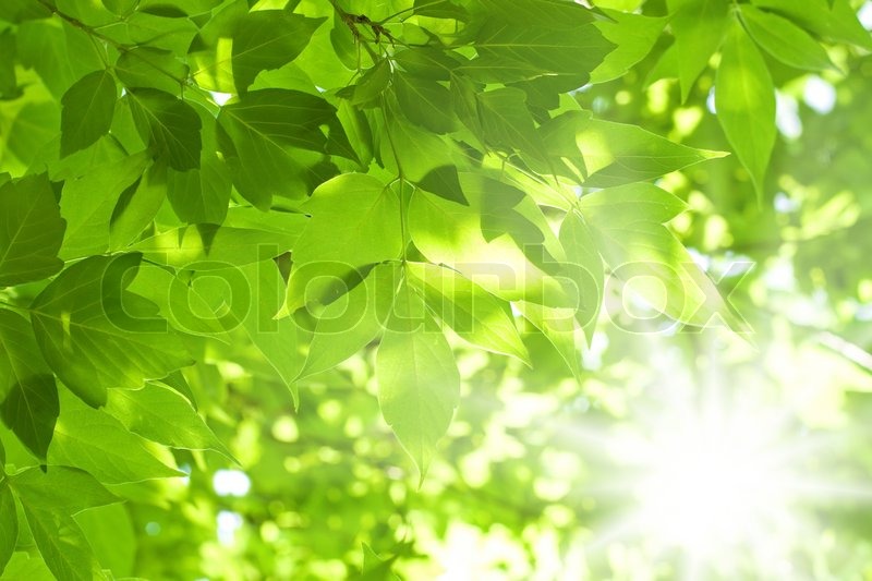 beautiful green leaves and bright sun stock photo colourbox beautiful green leaves and bright sun stock photo colourbox