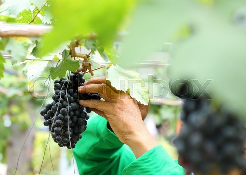 Man worker picking grape during harvest Stock image Colourbox
