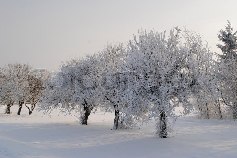 apple orchard was shot in the winter of belarus stock photo