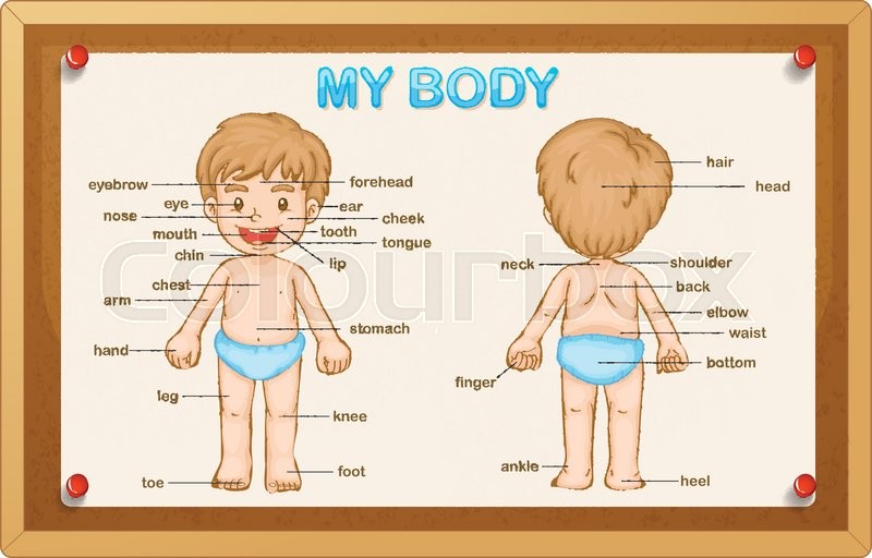 Littly boy and body parts illustration | Stock vector | Colourbox