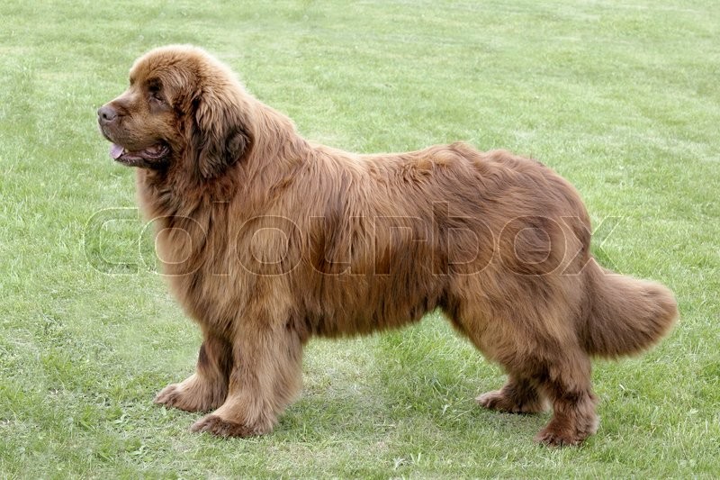 Typical Brown Newfoundland dog in the Stock image Colourbox