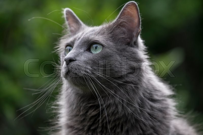 Front Of A Rare Nebelung Cat With Green Stock Image Colourbox