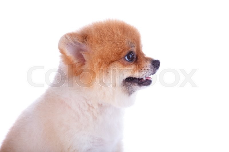 Pomeranian Dog Brown Short Hair On Stock Image Colourbox