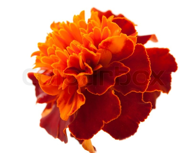 800px_COLOURBOX2009522