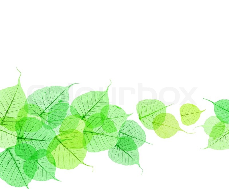 Abstract Background of Transparent Fresh Green Leaves | Stock Photo