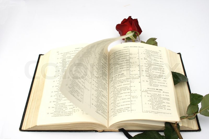 On a photo a rose and the Bible. Stock image Colourbox