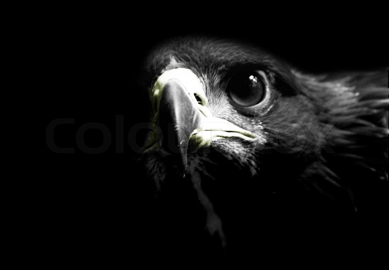 eagle black and white photography