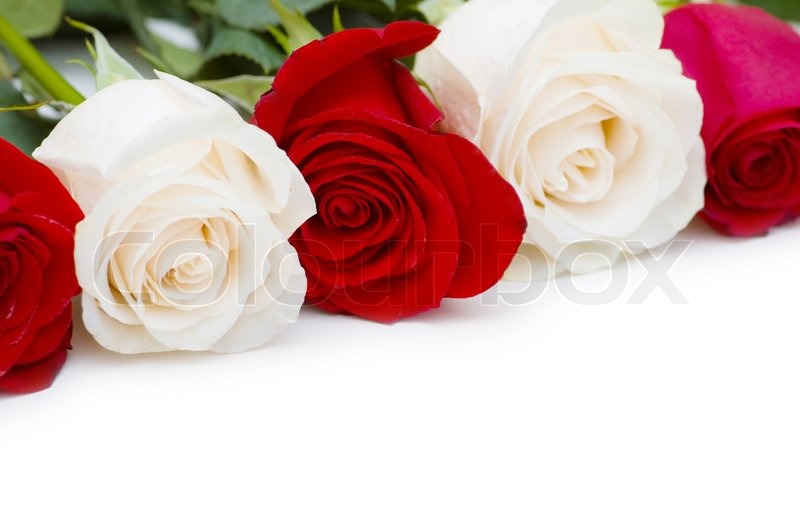 Rote und weiße Rosen isoliert auf weiß | Stock Bild | Colourbox