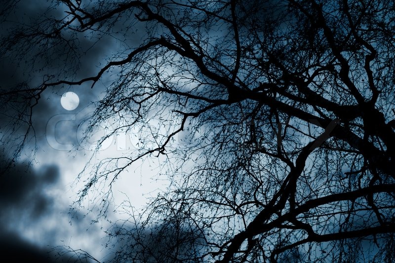 Scary Dark Scenery With Naked Trees Stock Image Colourbox