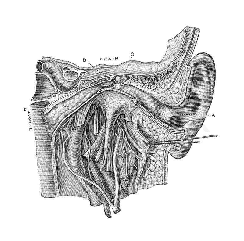 Anatomy of the human ear. Vintage engraving from Harper's ... diagram of lily of the valley 