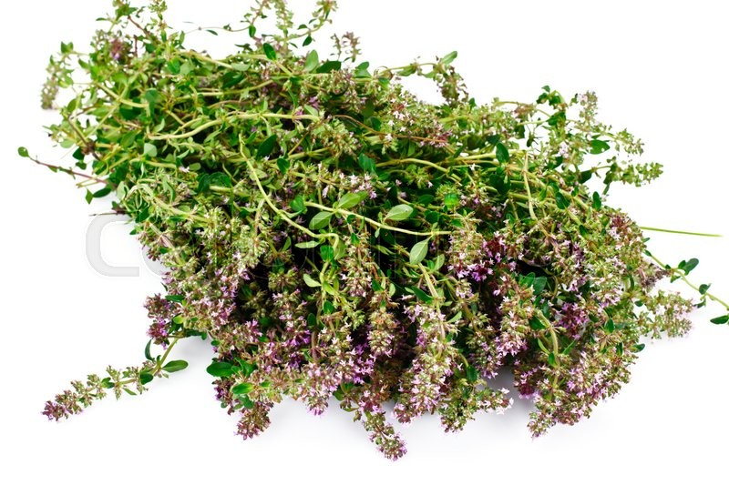 Flowers and Stems of Thyme Studio Photo Stock image Colourbox
