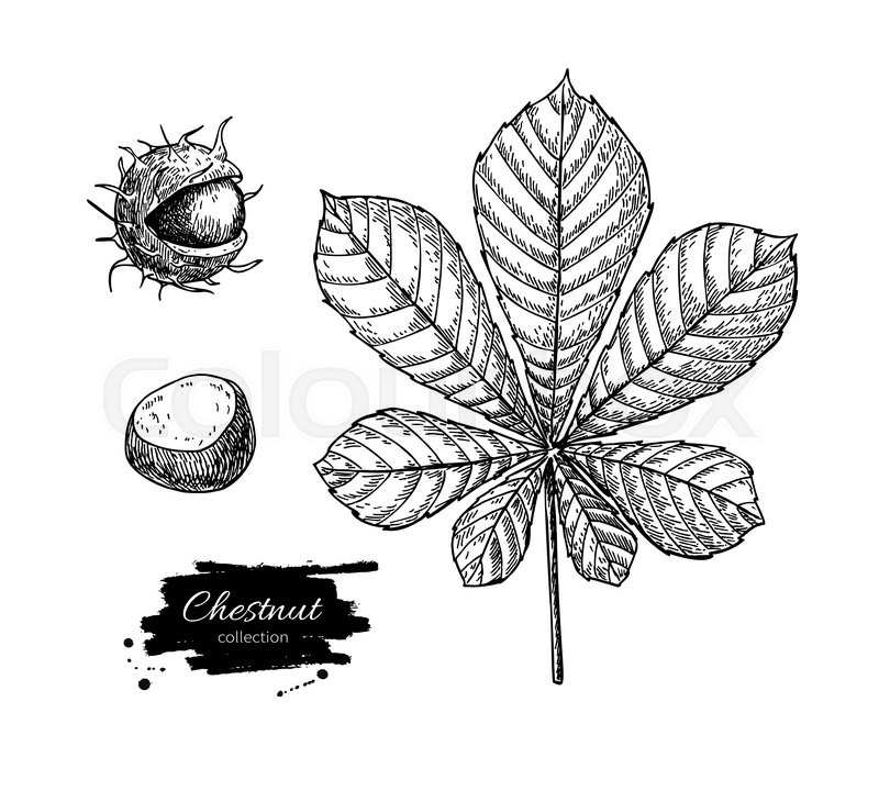Vector Chestnut Leaf And Nuts Drawing Stock Vector Colourbox