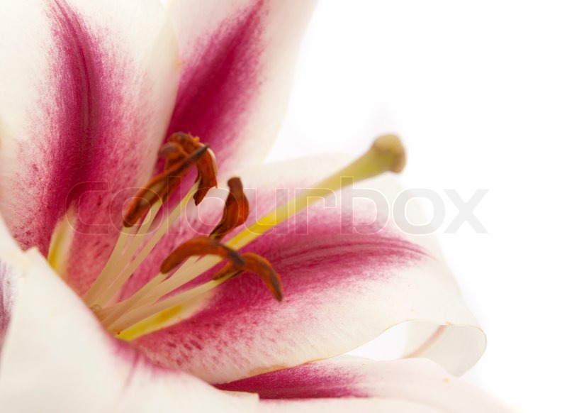 Lily on a white background | Stock image | Colourbox