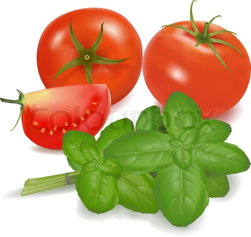 Tomatoes and basil leaf isolated on on Stock vector Colourbox