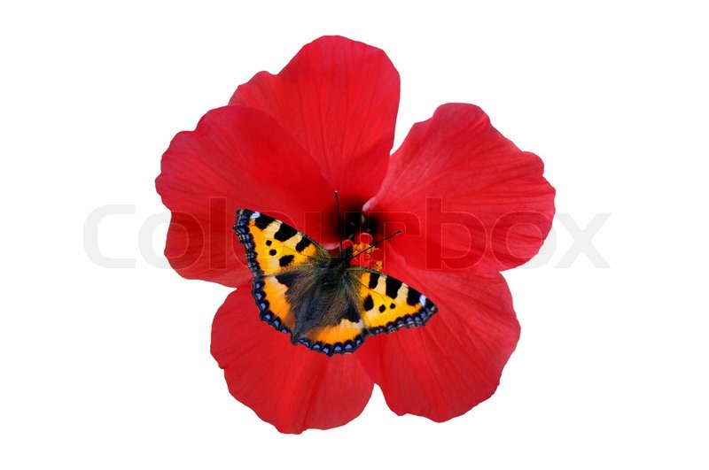 Butterfly on a hibiscus flower Stock image Colourbox