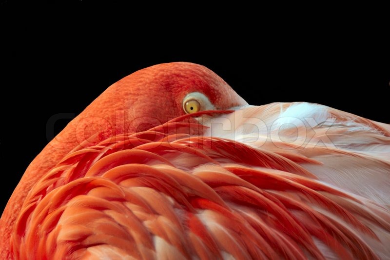 A Flamingo Sleeping With One Eye Open Stock Image Colourbox - 