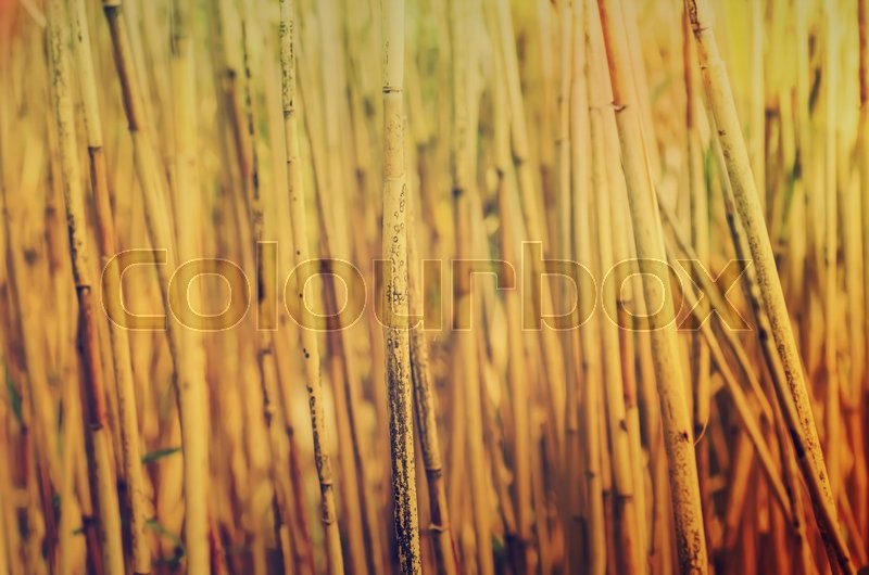 Abstract background from dry brown reed ... | Stock image | Colourbox