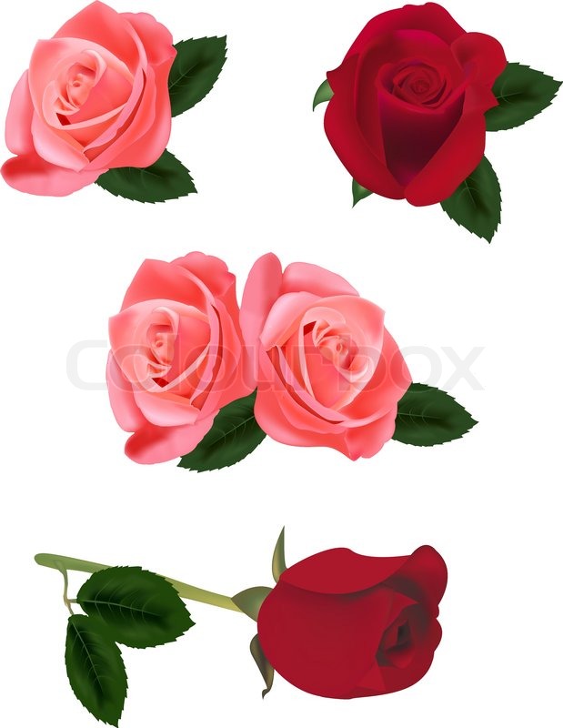 Beautiful pink and red roses isolated ... | Stock vector | Colourbox