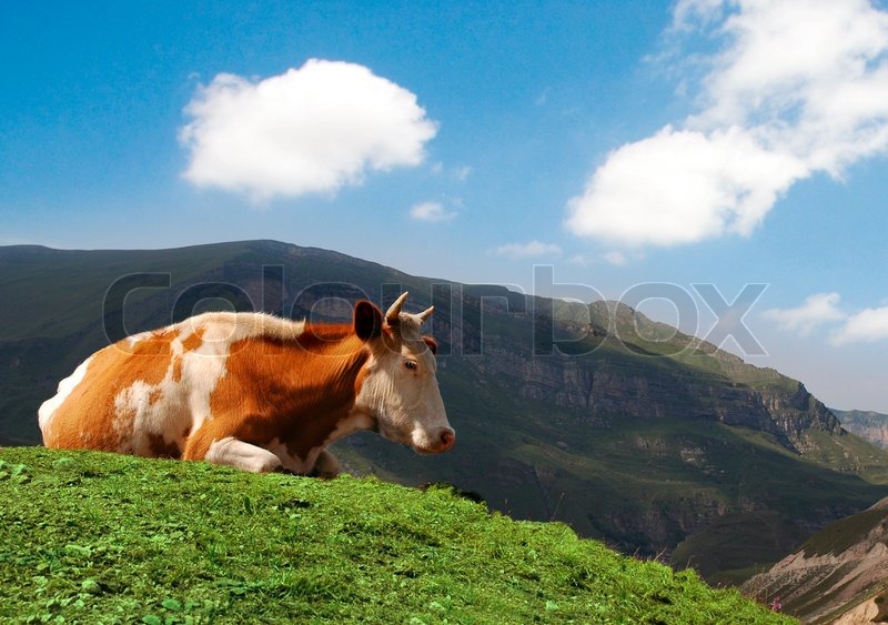 Kuh Weiden auf grünen Rasen im Sommer | Stock Bild | Colourbox