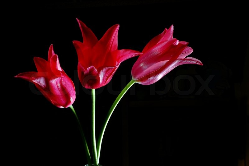 Beautiful red tulips on black background | Stock Photo ...