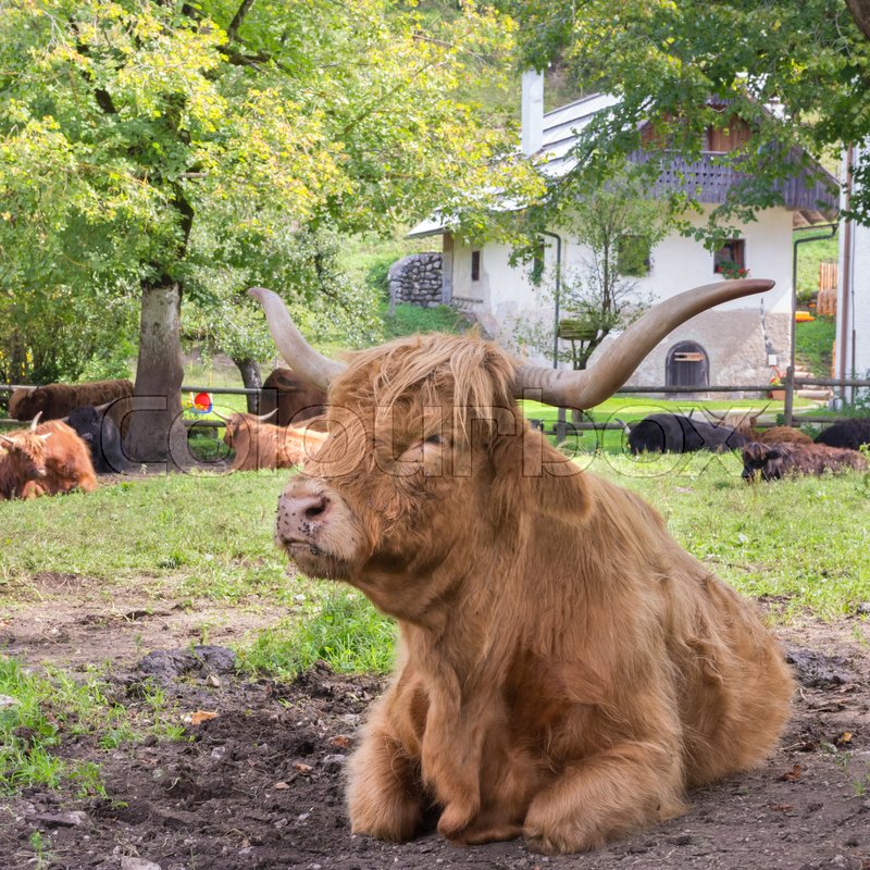 Red Haired Scottish Highlander Cow Stock Image Colourbox