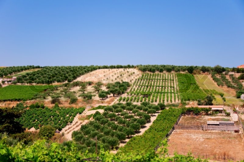 Panoramic view of fields with vineyards and olive trees in Crete