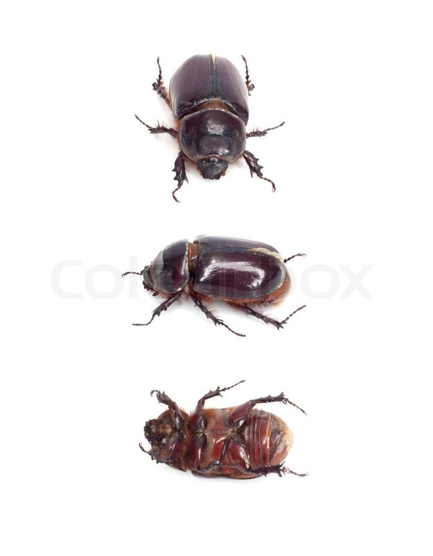 Insekten Mistkäfer isoliert auf weiß | Stock Bild | Colourbox