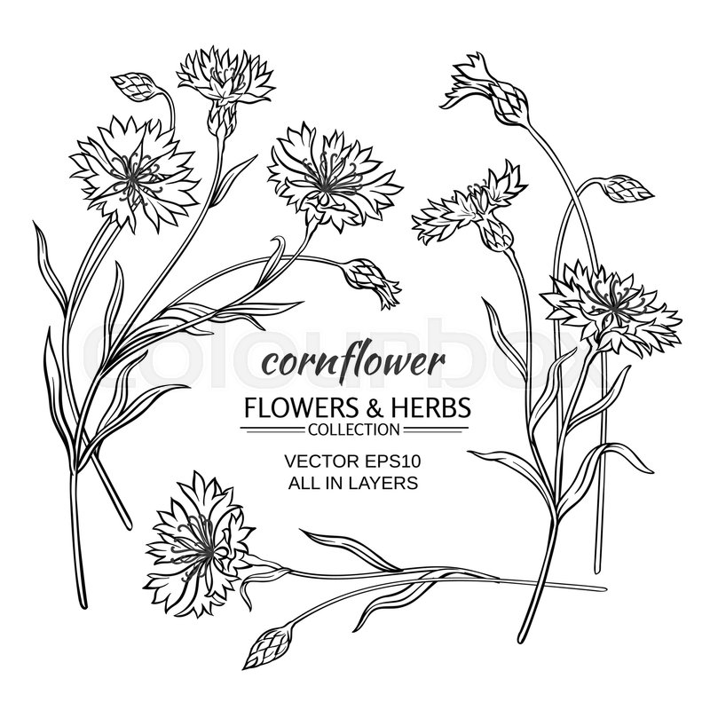 Blue cornflower vector set on white Stock vector Colourbox