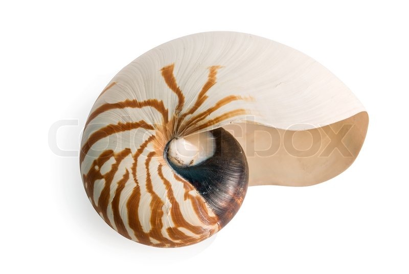 sea shell isolated over a white stock photo colourbox seashell design