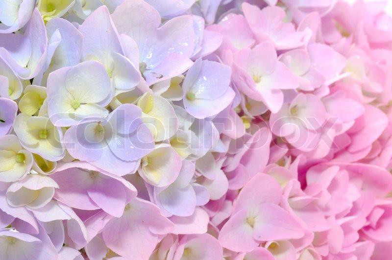closeup of beautiful baby with flower headband stock photo beautiful purple and pink hydrangea flowers up closeup of beautiful baby with flower headband stock photo beautiful purple and pink hydrangea flowers up