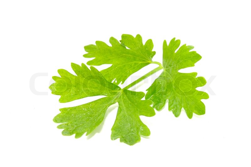 Celery Leaves Isolated on White Stock image Colourbox