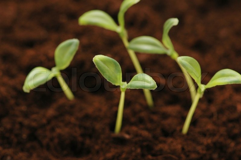 new life concept seedlings growing in the soil stock photo