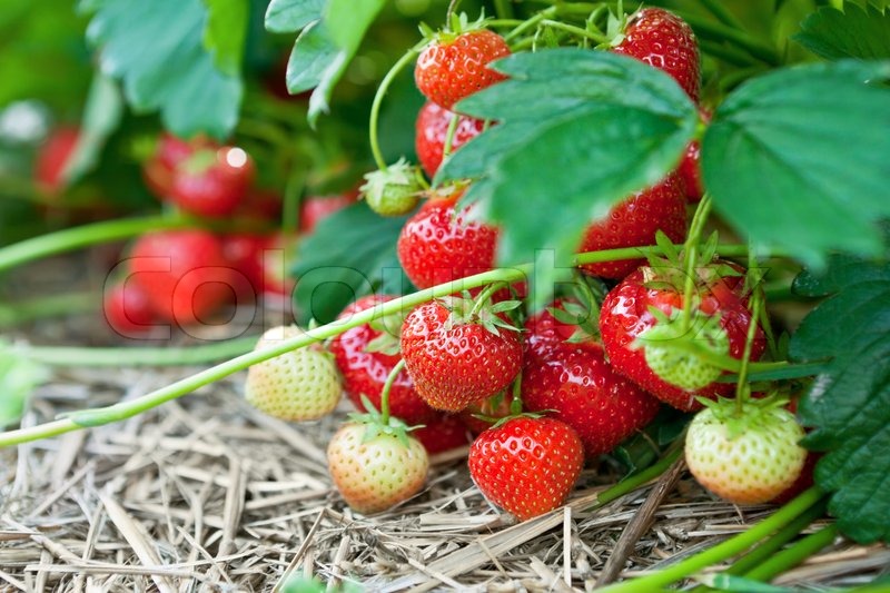 Closeup Von Frischen Bio Erdbeeren Stock Bild Colourbox